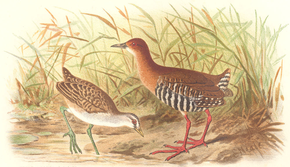 INDIAN GAME BIRDS. Malayan Banded Crake & Whity-brown. Chromolitho. FINN 1915